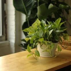 Epipremnum Aureum 'Marble Queen' Pothos Hanging Basket -Eds Plant Shop epipremnum aureum marble queen pothos hanging basket various sizes 346555
