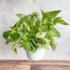 Epipremnum Aureum 'Marble Queen' Pothos Hanging Basket -Eds Plant Shop epipremnum aureum marble queen pothos hanging basket various sizes 594055