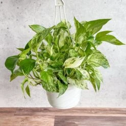 Epipremnum Aureum 'Marble Queen' Pothos Hanging Basket