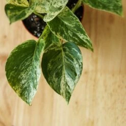 Epipremnum Aureum 'Marble Queen' Pothos Hanging Basket -Eds Plant Shop epipremnum aureum marble queen pothos hanging basket various sizes 951838
