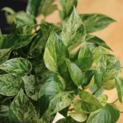 Epipremnum Aureum 'Marble Queen' Pothos 13 Epipremnum Aureum 'Marble Queen' Pothos -Eds Plant Shop epipremnum aureum marble queen pothos various sizes 407793