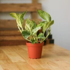 Epipremnum Aureum 'Marble Queen' Pothos 10 Epipremnum Aureum 'Marble Queen' Pothos -Eds Plant Shop epipremnum aureum marble queen pothos various sizes 600928