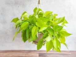 Epipremnum Aureum 'Neon' Pothos - Hanging Basket -Eds Plant Shop epipremnum aureum neon pothos hanging basket 346176