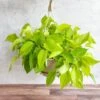 Epipremnum Aureum 'Neon' Pothos - Hanging Basket -Eds Plant Shop epipremnum aureum neon pothos hanging basket 977035