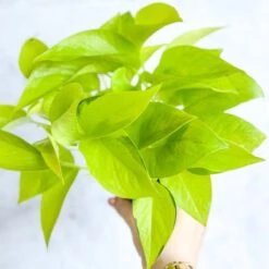 Epipremnum Aureum 'Neon' Pothos -Eds Plant Shop epipremnum aureum neon pothos various sizes 925418
