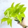 Epipremnum Aureum 'Neon' Pothos -Eds Plant Shop epipremnum aureum neon pothos various sizes 940833