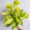 Epipremnum Aureum 'Neon Queen' Pothos -Eds Plant Shop epipremnum aureum neon queen pothos various sizes 179719