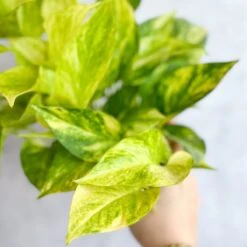 Epipremnum Aureum 'Neon Queen' Pothos -Eds Plant Shop epipremnum aureum neon queen pothos various sizes 306513