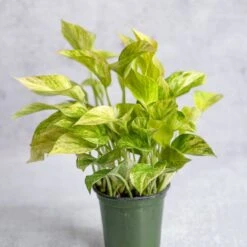 Epipremnum Aureum 'Neon Queen' Pothos -Eds Plant Shop epipremnum aureum neon queen pothos various sizes 574647