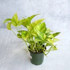 Epipremnum Aureum 'Neon Queen' Pothos -Eds Plant Shop epipremnum aureum neon queen pothos various sizes 892918