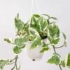 Epipremnum Aureum 'Pearls And Jade' Pothos Hanging Basket -Eds Plant Shop epipremnum aureum pearls and jade pothos various hanging basket sizes 645324