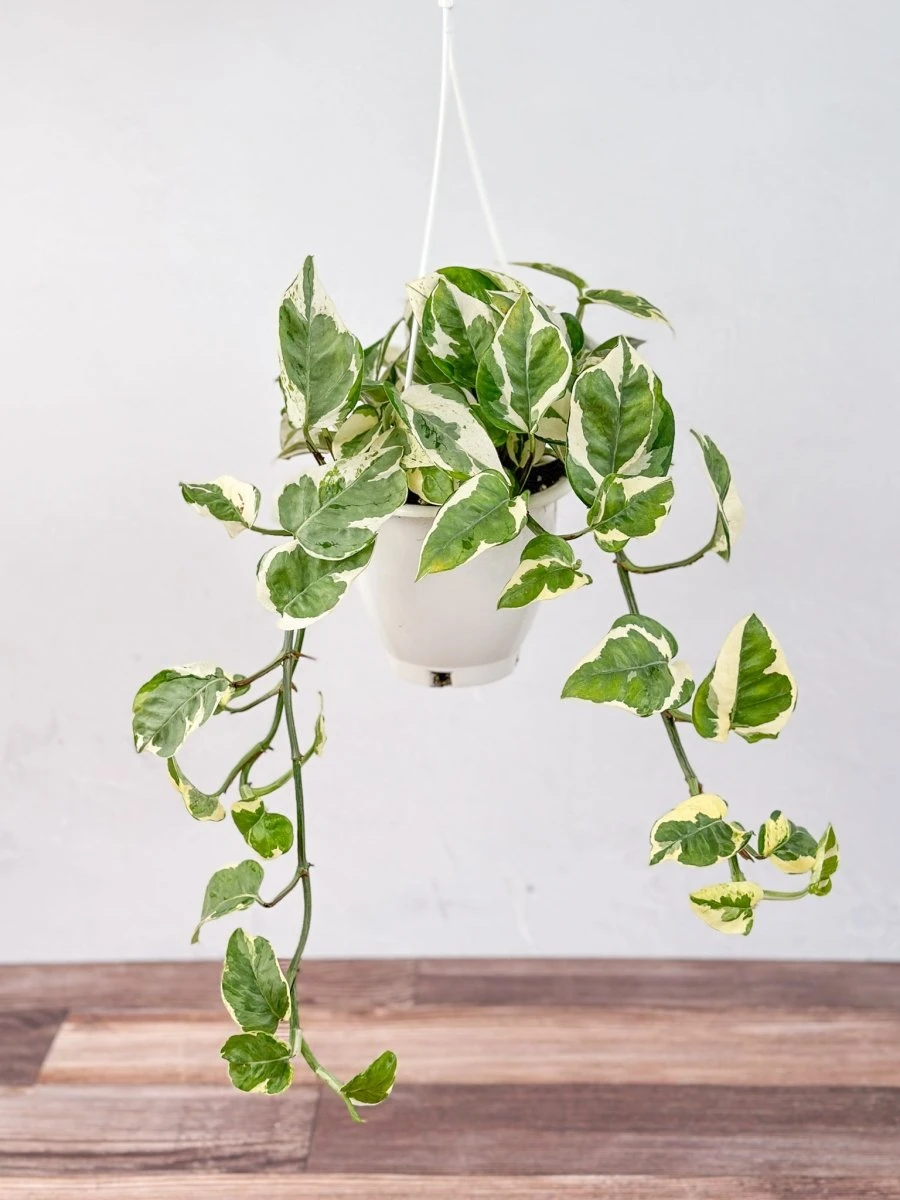 Epipremnum Aureum 'Pearls And Jade' Pothos Hanging Basket 5 Epipremnum Aureum 'Pearls And Jade' Pothos Hanging Basket - Image 3