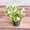 Epipremnum Aureum 'Pearls And Jade' Pothos -Eds Plant Shop epipremnum aureum pearls and jade pothos various sizes 909575