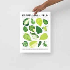 Epipremnum Aureum (Pothos) ID Chart Houseplant Art Print
