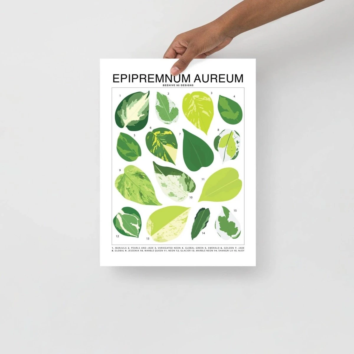 Epipremnum Aureum (Pothos) ID Chart Houseplant Art Print 3 Epipremnum Aureum (Pothos) ID Chart Houseplant Art Print