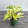 Epipremnum Aureum - ‘Snow Queen’ Pothos -Eds Plant Shop epipremnum aureum snow queen pothos 4 inch 136881