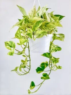 Epipremnum Aureum - ‘Snow Queen’ Pothos -Eds Plant Shop epipremnum aureum snow queen pothos 4 inch 749172