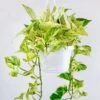 Epipremnum Aureum - ‘Snow Queen’ Pothos Hanging Basket 1 Epipremnum Aureum - ‘Snow Queen’ Pothos Hanging Basket -Eds Plant Shop epipremnum aureum snow queen pothos various sized hanging basket 828494
