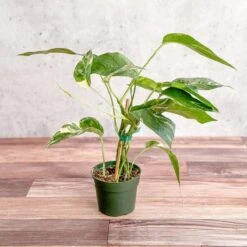 Epipremnum Pinnatum Albo - Rare Variegated Pothos -Eds Plant Shop epipremnum pinnatum albo rare variegated pothos 187223