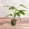 Epipremnum Pinnatum Albo - Rare Variegated Pothos -Eds Plant Shop epipremnum pinnatum albo rare variegated pothos 413675