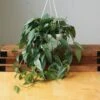 Epipremnum Pinnatum 'Cebu Blue' Hanging Basket -Eds Plant Shop epipremnum pinnatum cebu blue hanging basket 496929