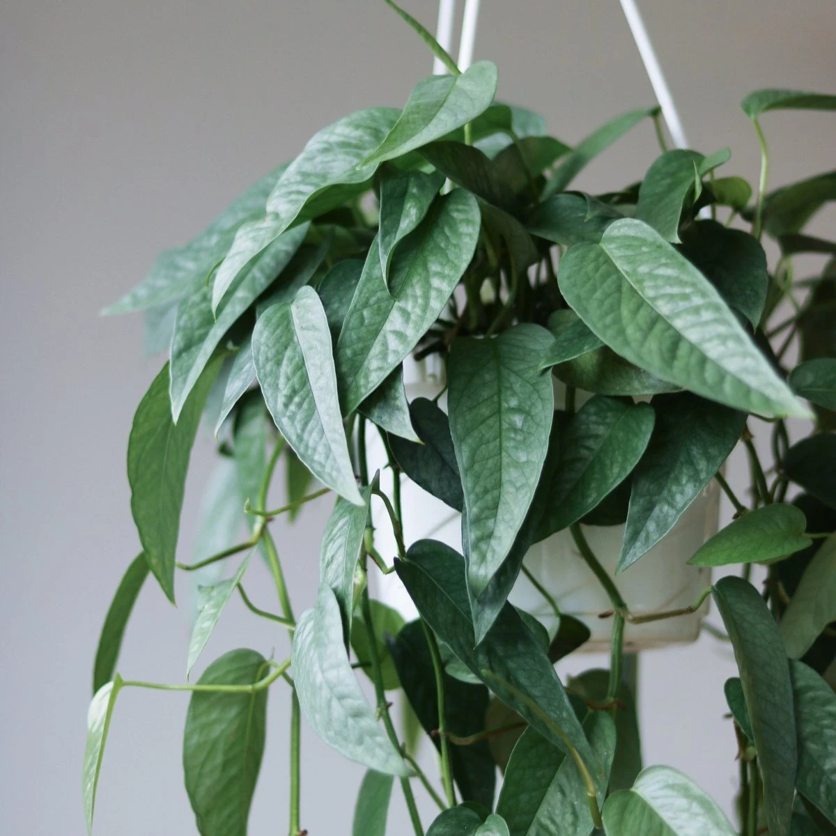 Epipremnum Pinnatum 'Cebu Blue' 3 Epipremnum Pinnatum 'Cebu Blue'