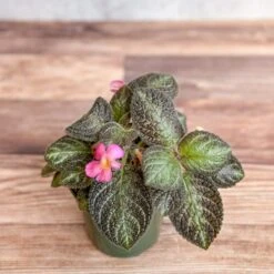 Episcia ‘Pink Panther’ – Pink-Variegated Flame Violet -Eds Plant Shop episcia pink panther pink panther false violet 392628