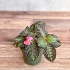 Episcia ‘Pink Panther’ – Pink-Variegated Flame Violet -Eds Plant Shop episcia pink panther pink panther false violet 520253