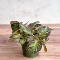 Episcia ‘Pink Panther’ – Pink-Variegated Flame Violet -Eds Plant Shop episcia pink panther pink panther false violet 577585