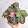 Episcia ‘Pink Panther’ – Pink-Variegated Flame Violet -Eds Plant Shop episcia pink panther pink panther false violet 798923
