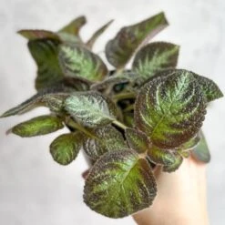 Episcia ‘Pink Panther’ – Pink-Variegated Flame Violet -Eds Plant Shop episcia pink panther pink panther false violet 869269