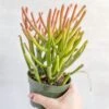 Euphorbia Tirucalli - Firestick Cactus - Red Blaze -Eds Plant Shop euphorbia tirucalli firestick cactus red blaze various sizes 344916