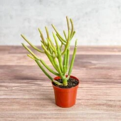 Euphorbia Tirucalli - Firestick Cactus - Red Blaze -Eds Plant Shop euphorbia tirucalli firestick cactus red blaze various sizes 533688