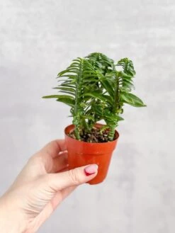 Euphorbia Tithymaloides - Devils Backbone - 3 Inch 9 Euphorbia Tithymaloides - Devils Backbone - 3 Inch -Eds Plant Shop euphorbia tithymaloides devils backbone 3 inch 402070