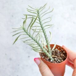 Euphorbia Tithymaloides Variegata - Variegated Devils Backbone -2 Inch -Eds Plant Shop euphorbia tithymaloides variegata variegated devils backbone 2 inch 760612