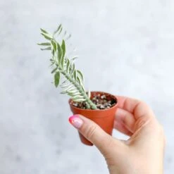 Euphorbia Tithymaloides Variegata - Variegated Devils Backbone -2 Inch -Eds Plant Shop euphorbia tithymaloides variegata variegated devils backbone 2 inch 918824