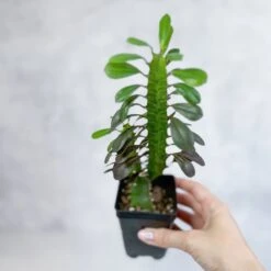 Euphorbia Trigonia ‘Rubra’ - Red African Milk Tree -Eds Plant Shop euphorbia trigonia rubra red african milk tree various sizes 470131