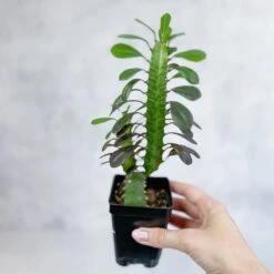 Euphorbia Trigonia ‘Rubra’ - Red African Milk Tree -Eds Plant Shop euphorbia trigonia rubra red african milk tree various sizes 528406