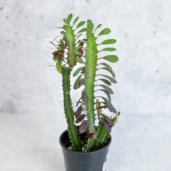 Euphorbia Trigonia ‘Rubra’ - Red African Milk Tree -Eds Plant Shop euphorbia trigonia rubra red african milk tree various sizes 720784