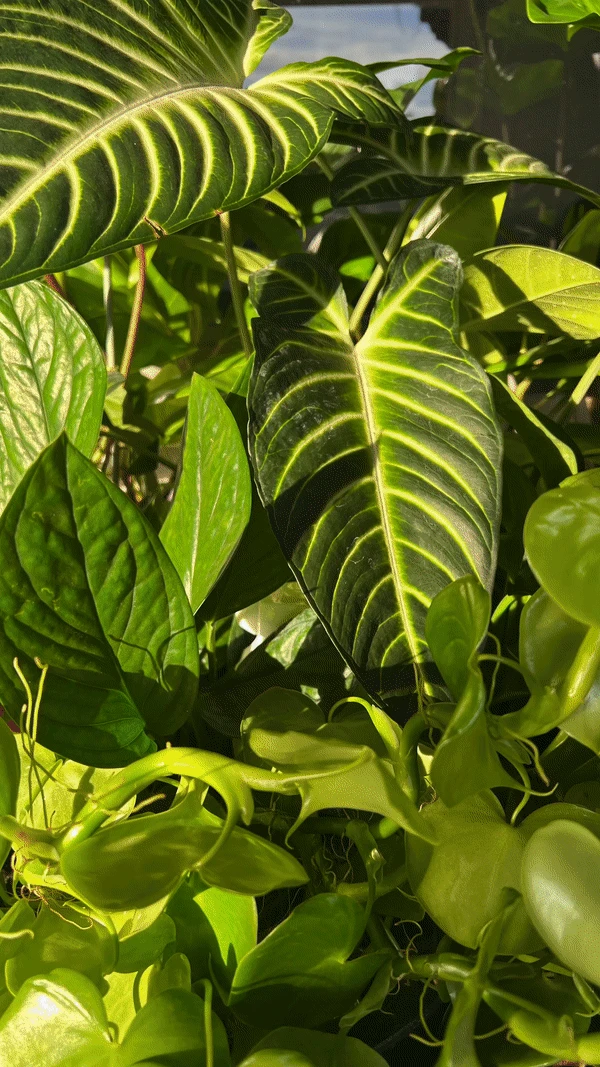 Kelp Mist 6 Kelp Mist - Image 4