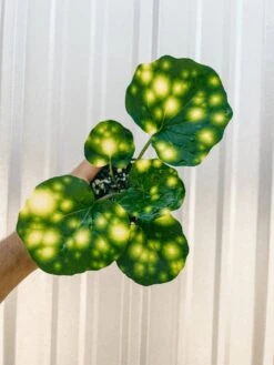 Farfugium 'Firefly' – Speckled Leopard Plant For Shade & Humidity -Eds Plant Shop farfugium firefly speckled leopard plant for shade humidity 2704884