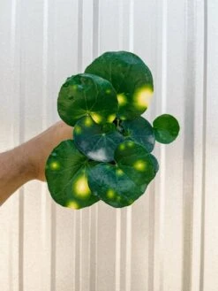 Farfugium 'Firefly' – Speckled Leopard Plant For Shade & Humidity -Eds Plant Shop farfugium firefly speckled leopard plant for shade humidity 5972556