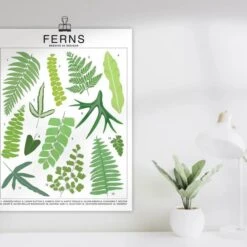 Ferns Species ID Chart - Botanical Houseplant Art Print -Eds Plant Shop ferns species id chart botanical houseplant art print 822568