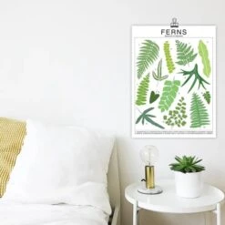 Ferns Species ID Chart - Botanical Houseplant Art Print -Eds Plant Shop ferns species id chart botanical houseplant art print 892282