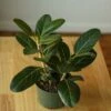 Ficus Benghalensis 'Audrey' -Eds Plant Shop ficus benghalensis audrey 221001