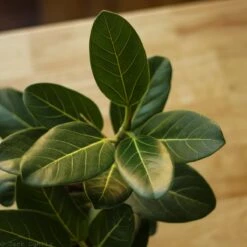 Ficus Benghalensis 'Audrey' -Eds Plant Shop ficus benghalensis audrey 706518