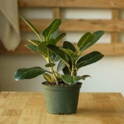 Ficus Benghalensis 'Audrey' -Eds Plant Shop ficus benghalensis audrey 830715