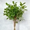 Ficus Benjamina - Braided Ficus Floor Plant -Eds Plant Shop ficus benjamina braided ficus floor plant 339130