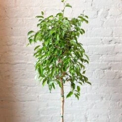 Ficus Benjamina - Standard Ficus Floor Plant