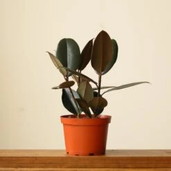 Ficus 'Burgundy' Rubber Plant -Eds Plant Shop ficus burgundy rubber plant 8 inch floor plant 252735